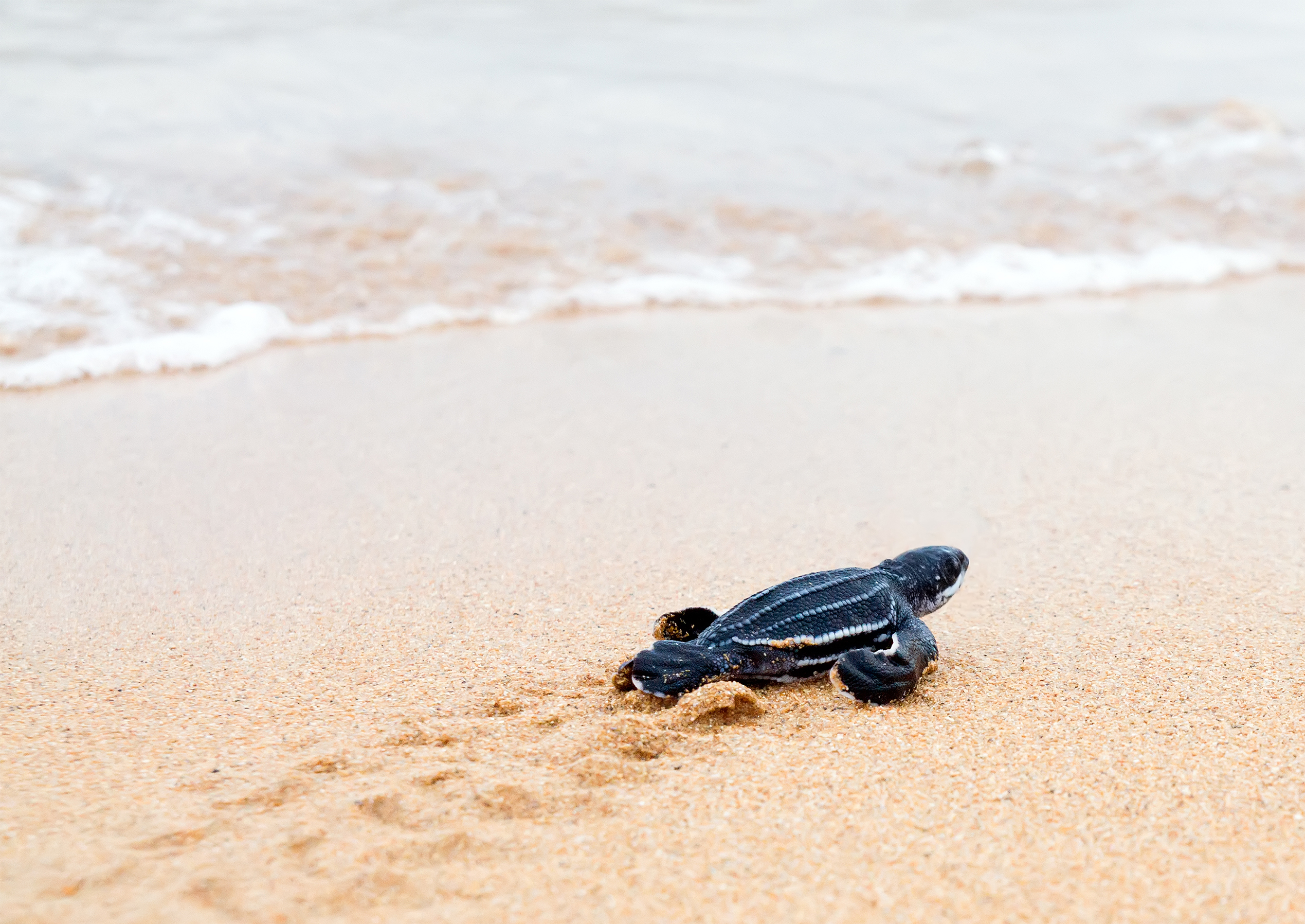 Baby turtle on the beach S A i e 