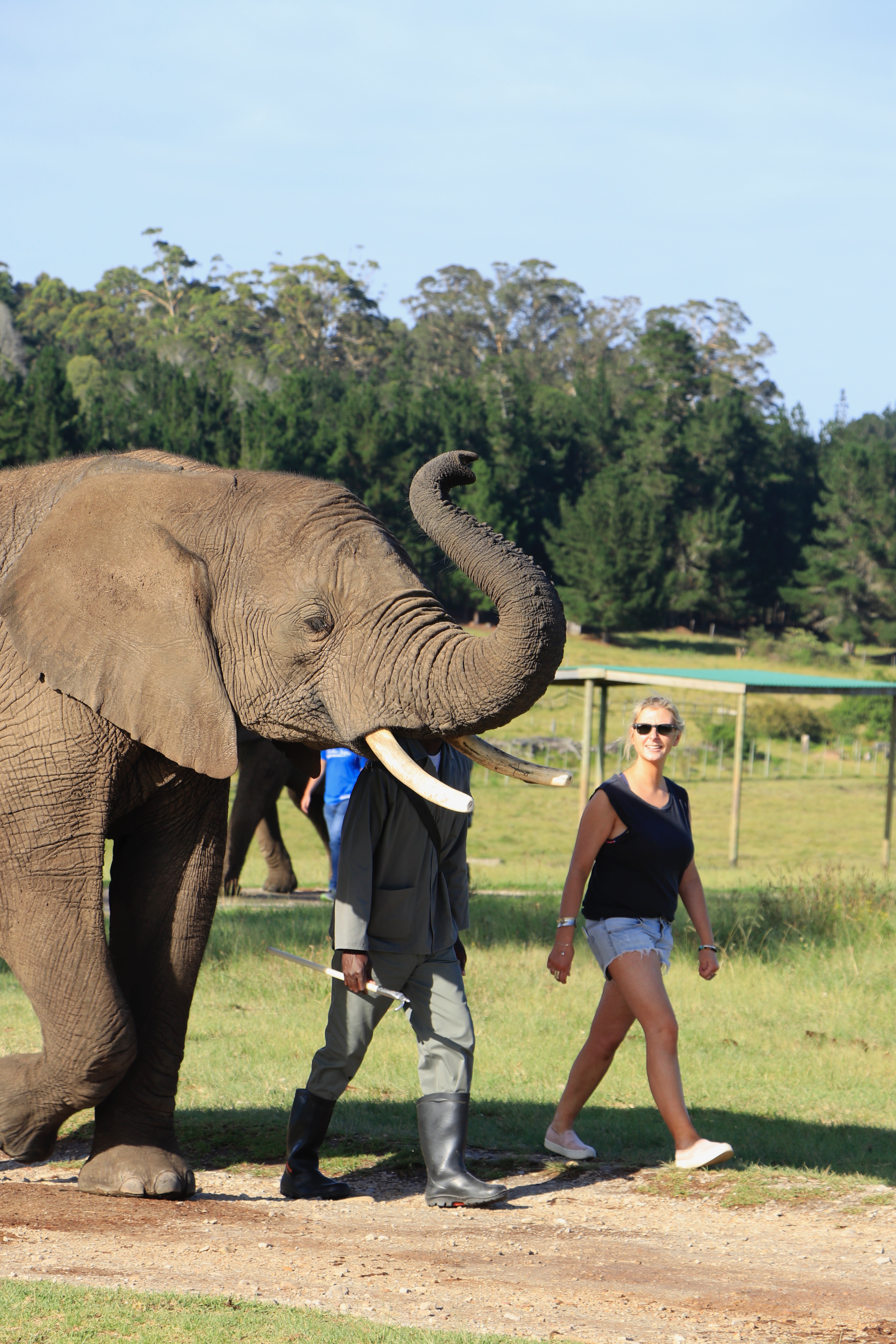 Girl walking w elephant