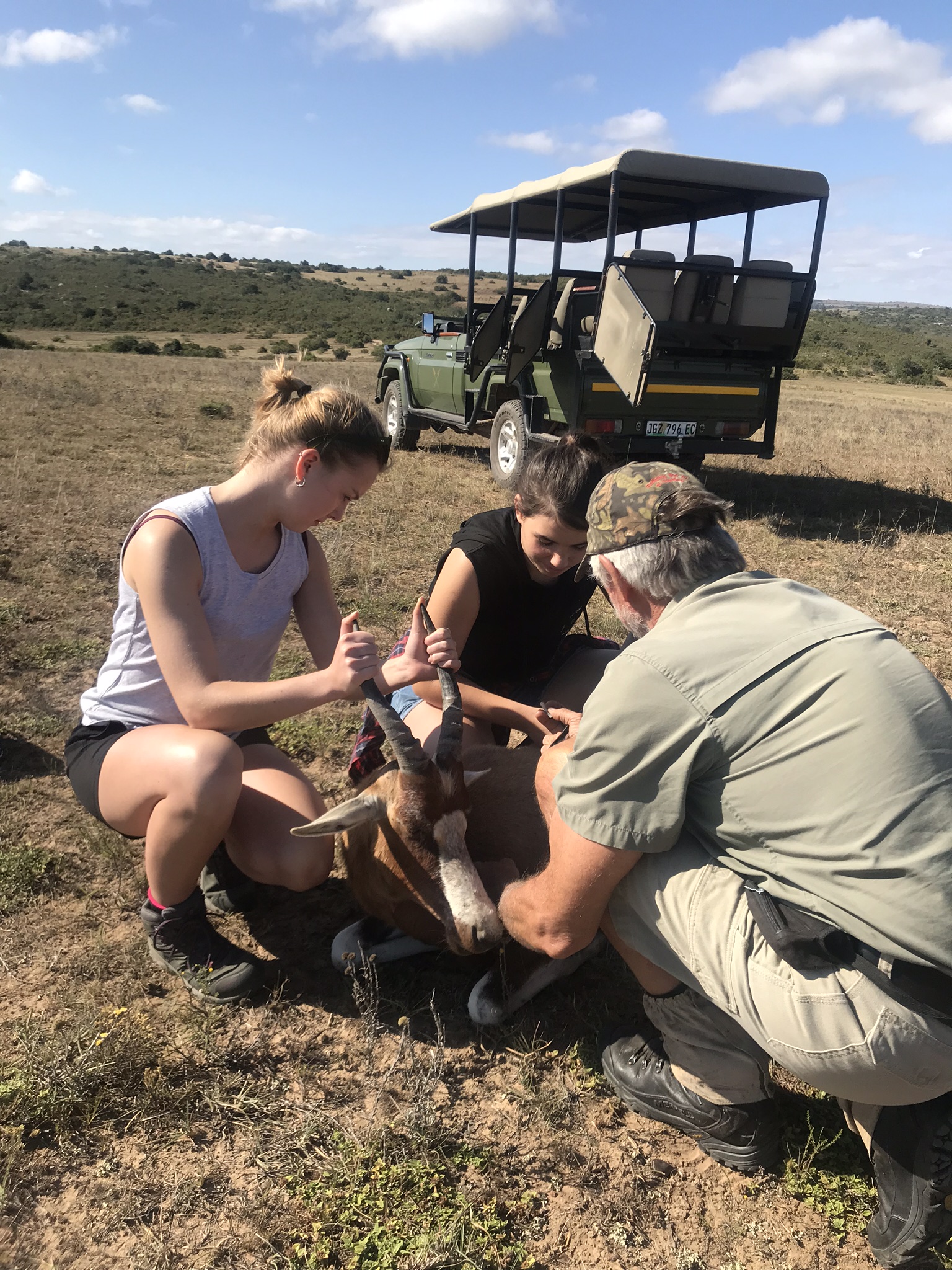 Vet treating Springbok