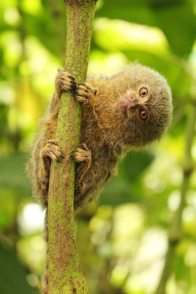 Ecuadorian tree monkey